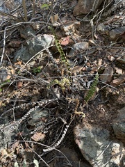 Notholaena trichomanoides