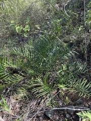 Zamia portoricensis