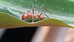 Acromyrmex