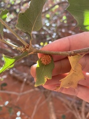 Cynips acraspiformis