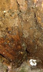 Lasius niger