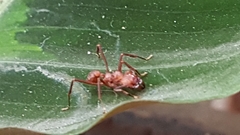 Acromyrmex
