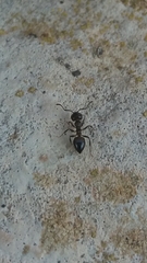 Crematogaster auberti