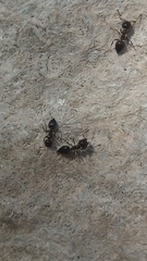 Crematogaster auberti