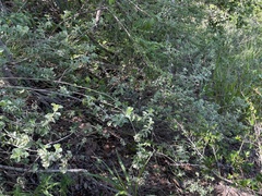 Lepidaploa proctorii