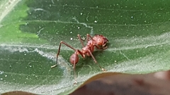 Acromyrmex