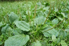 Plantago major