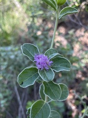 Lepidaploa proctorii