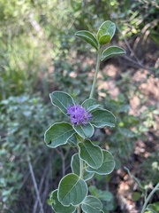 Lepidaploa proctorii