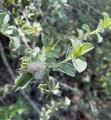 Lepidaploa proctorii