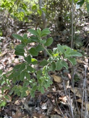 Lepidaploa proctorii