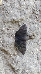 Ebrietas anacreon