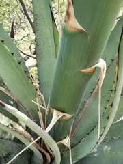 Agave peacockii
