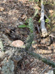 Opuntia repens