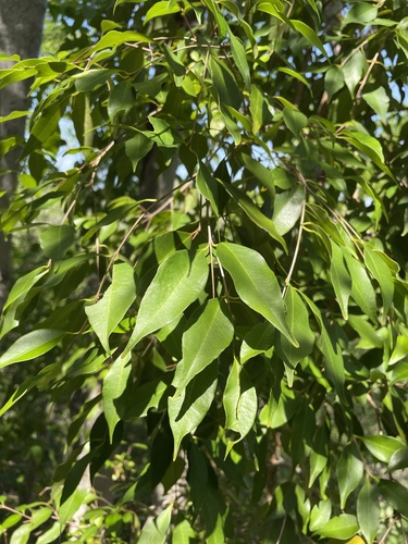 Myrciaria borinquena