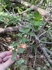 Lepidaploa proctorii