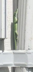 Anolis carolinensis