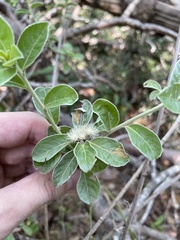 Lepidaploa proctorii