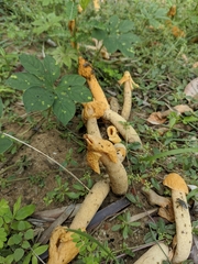 Phallus aurantiacus