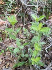 Lepidaploa proctorii