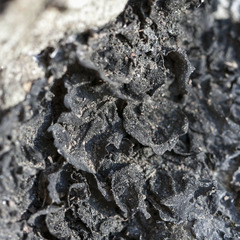 Collema flaccidum