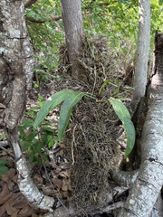 Anthurium crenatum