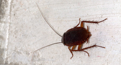 Periplaneta americana