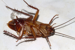 Periplaneta americana