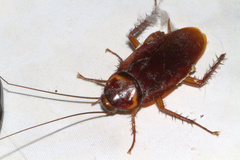 Periplaneta americana