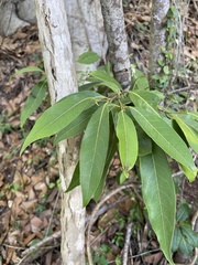 Licaria parvifolia