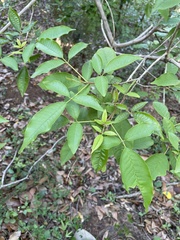 Vitex divaricata