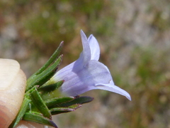 Microcodon glomeratus