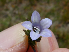 Microcodon glomeratus
