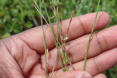 Elegia microcarpa