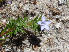 Microcodon glomeratus