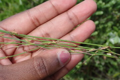 Elegia microcarpa