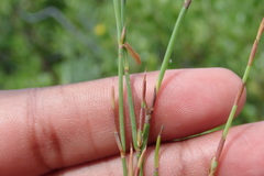 Elegia microcarpa