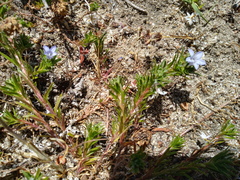 Microcodon glomeratus