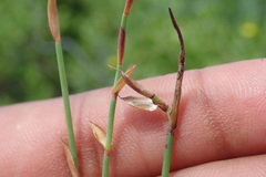 Elegia microcarpa