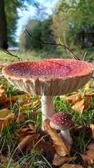 Amanita muscaria