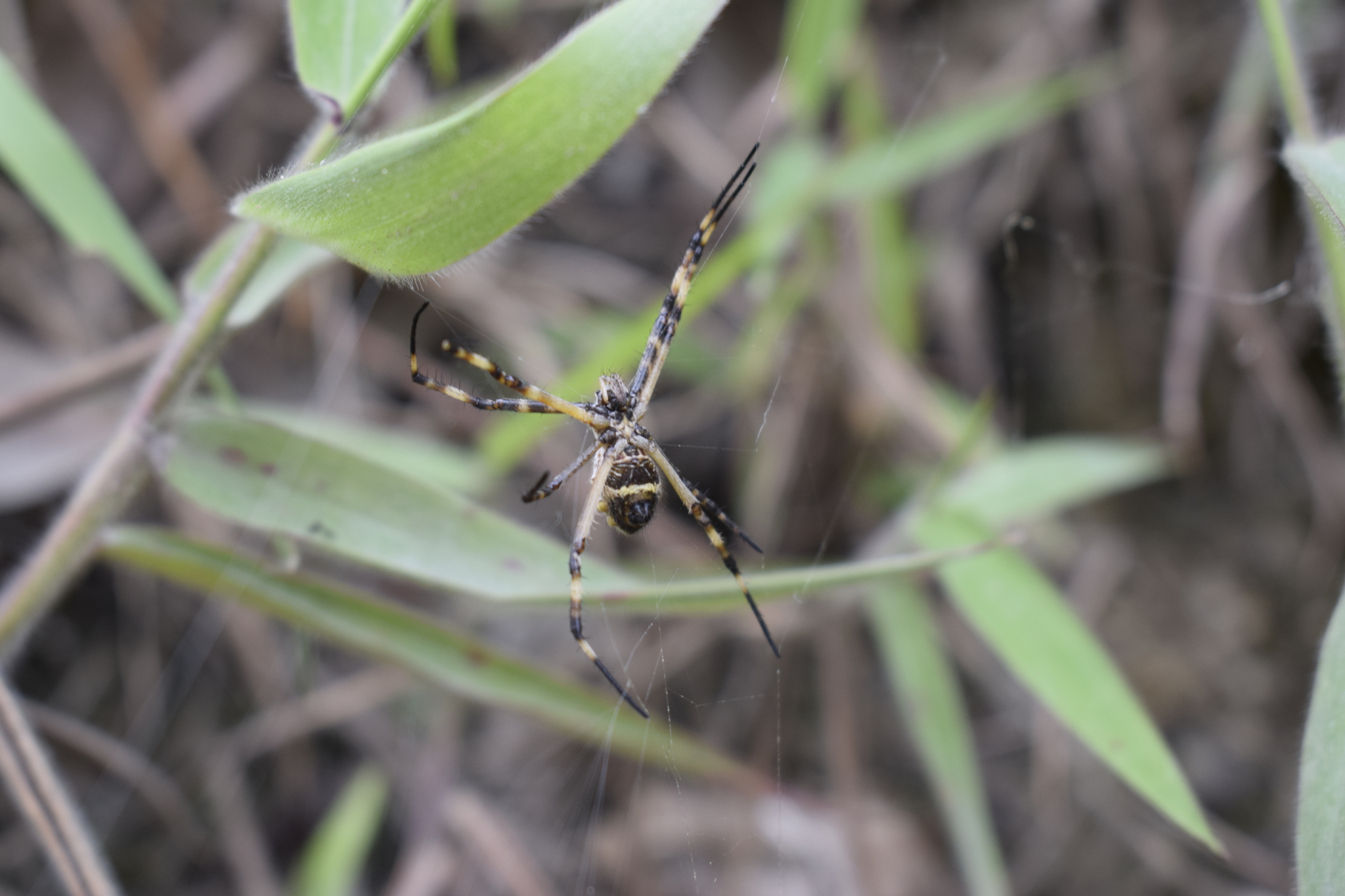 Argiope argentata image