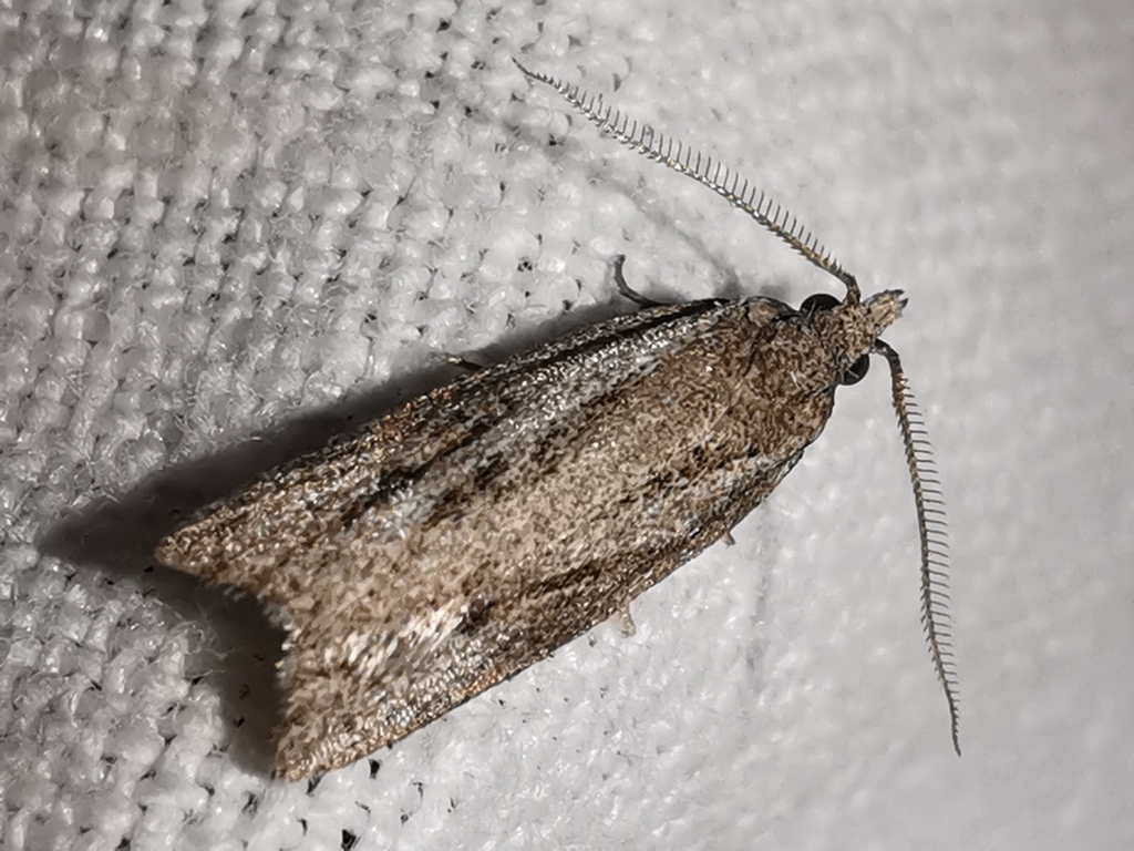 Ditula joannisiana