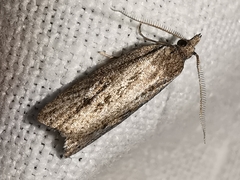 Ditula joannisiana