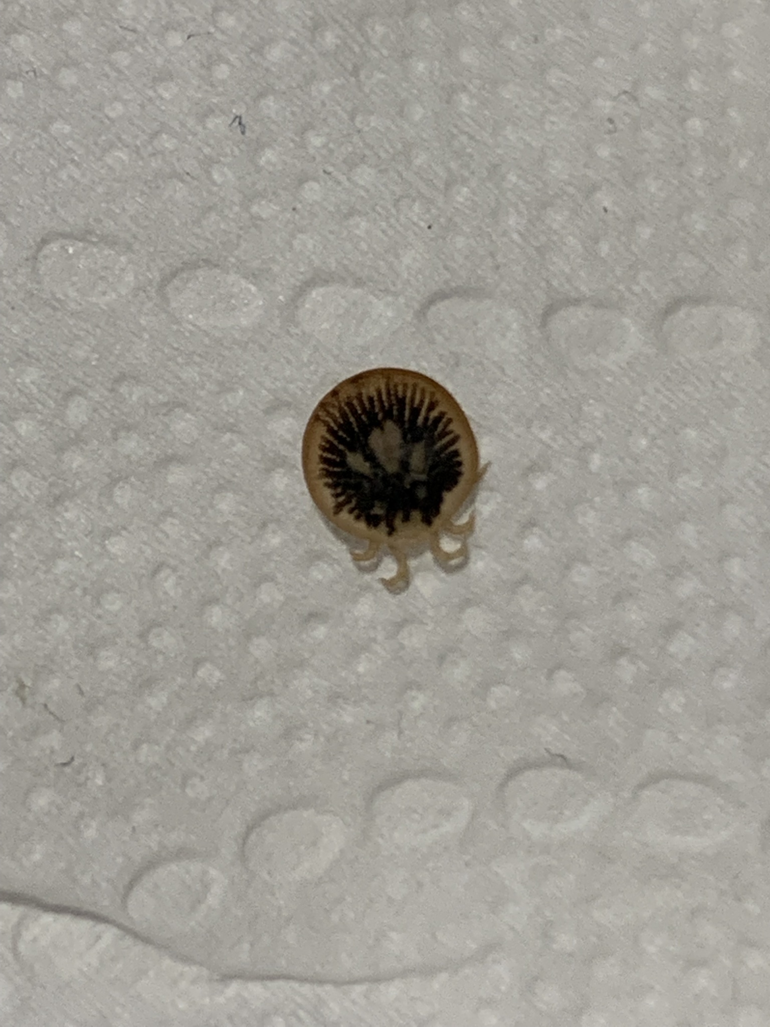 Carios vespertilionis Latreille, 1796