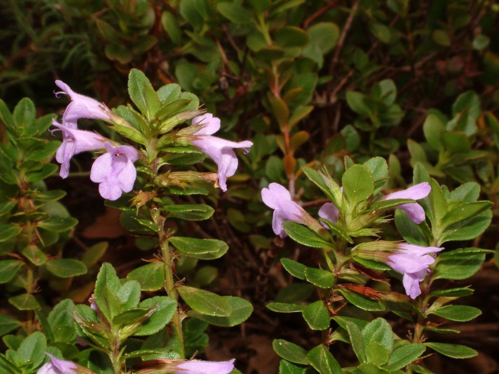 Hesperozygis myrtoides