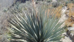 Dasylirion cedrosanum