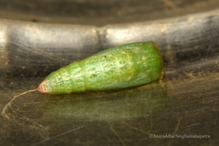 Chrysocraspeda
