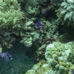 Pseudochromis fridmani