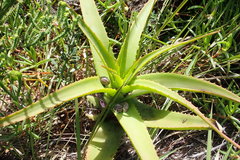 Aloe africana
