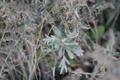 Artemisia caerulescens